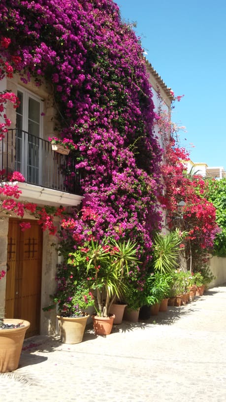 bloemenpracht op Ibiza